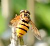 Volucella inanis